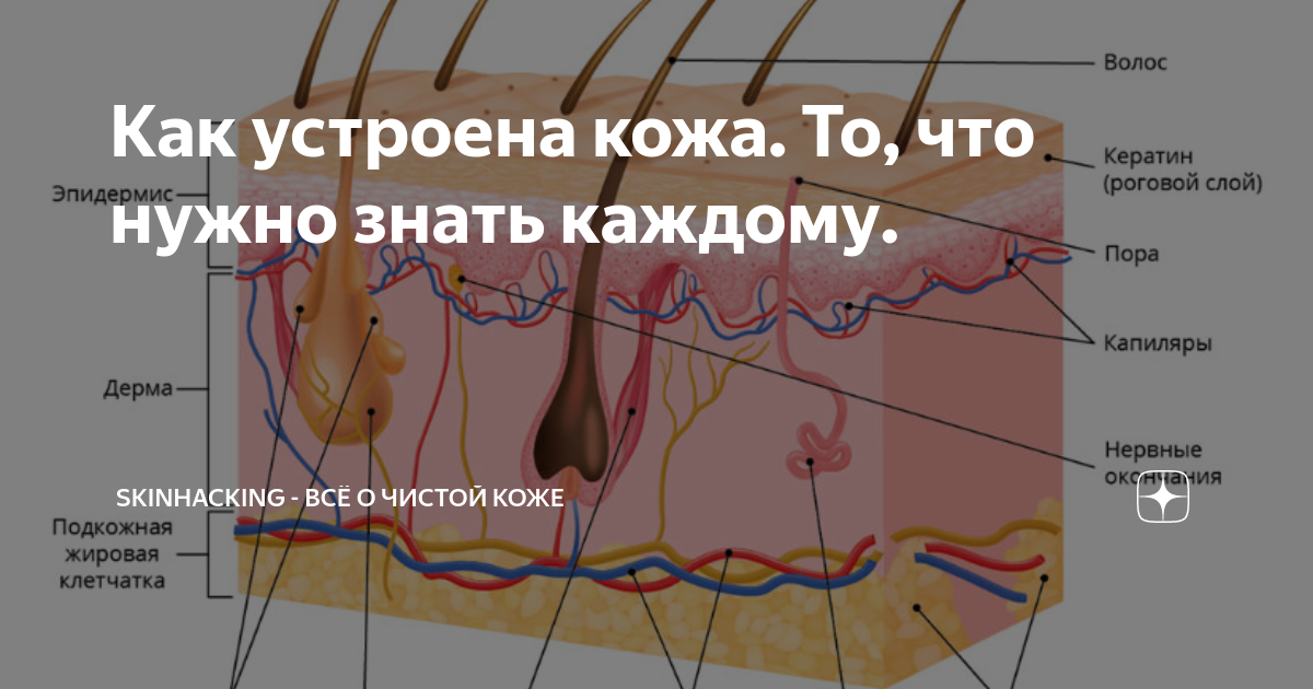 Функции живых клеток кожи