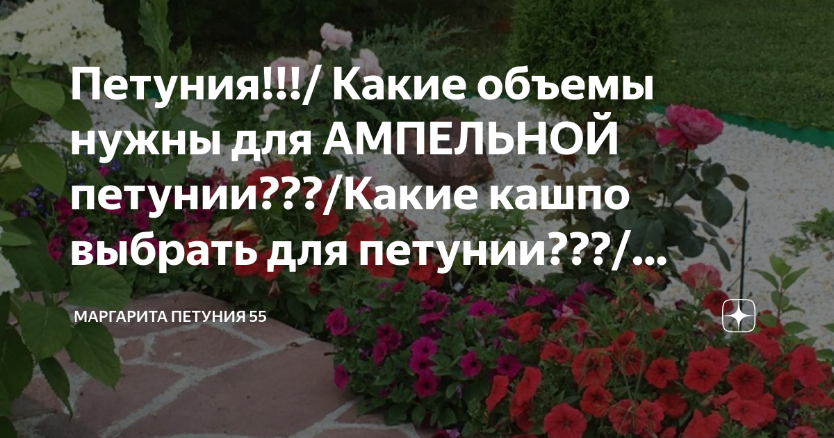 Петуния!!!/ Какие объемы нужны для АМПЕЛЬНОЙ петунии???/Какие кашпо ...