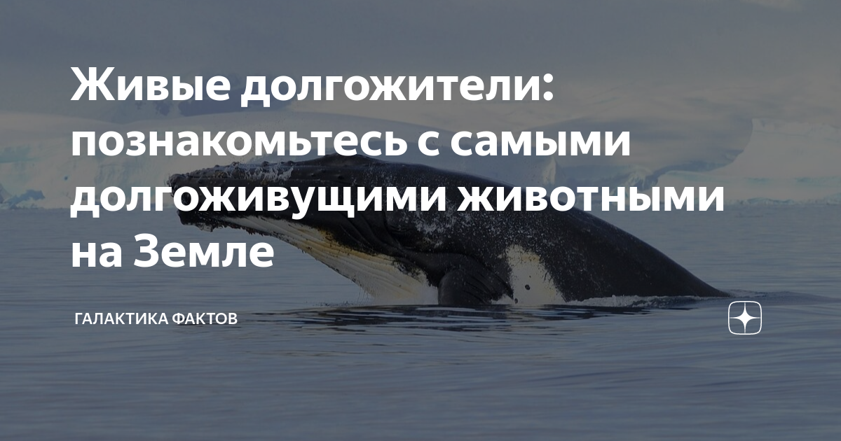 Самое долгоживущее млекопитающее. Самое долгоживущее существо на земле. сколько живут киты. гренландский кит долгожитель. самая долгоживущая птица.