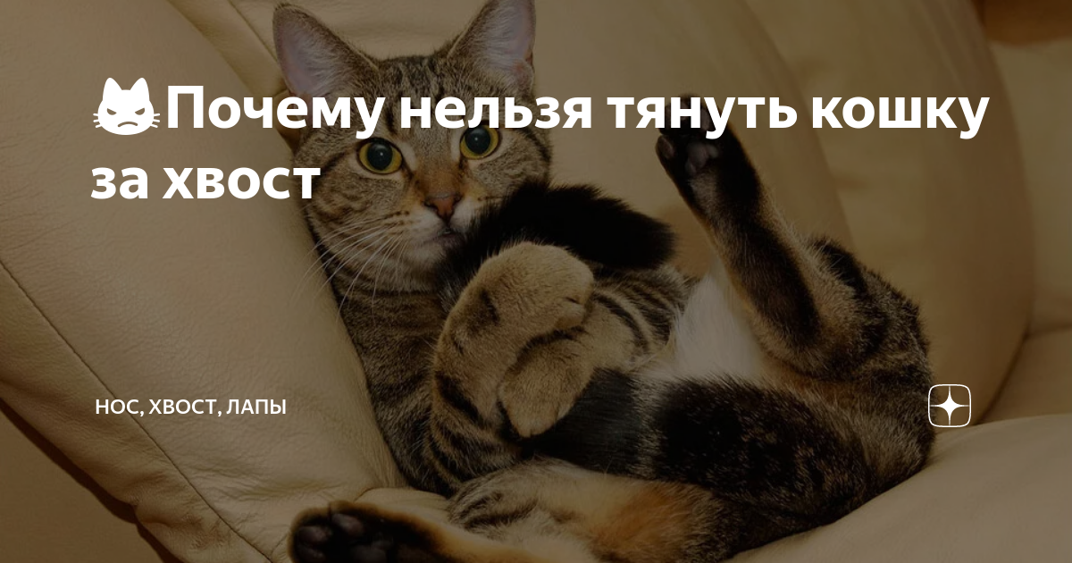 Почему нельзя тянуть. Почему нельзя тянуть кошку за хвост. Нельзя нельзя тянуть кошку за хвост картинка. Почему нельзя дергать кота за хвост. Тянуть кота за хвост картинка.