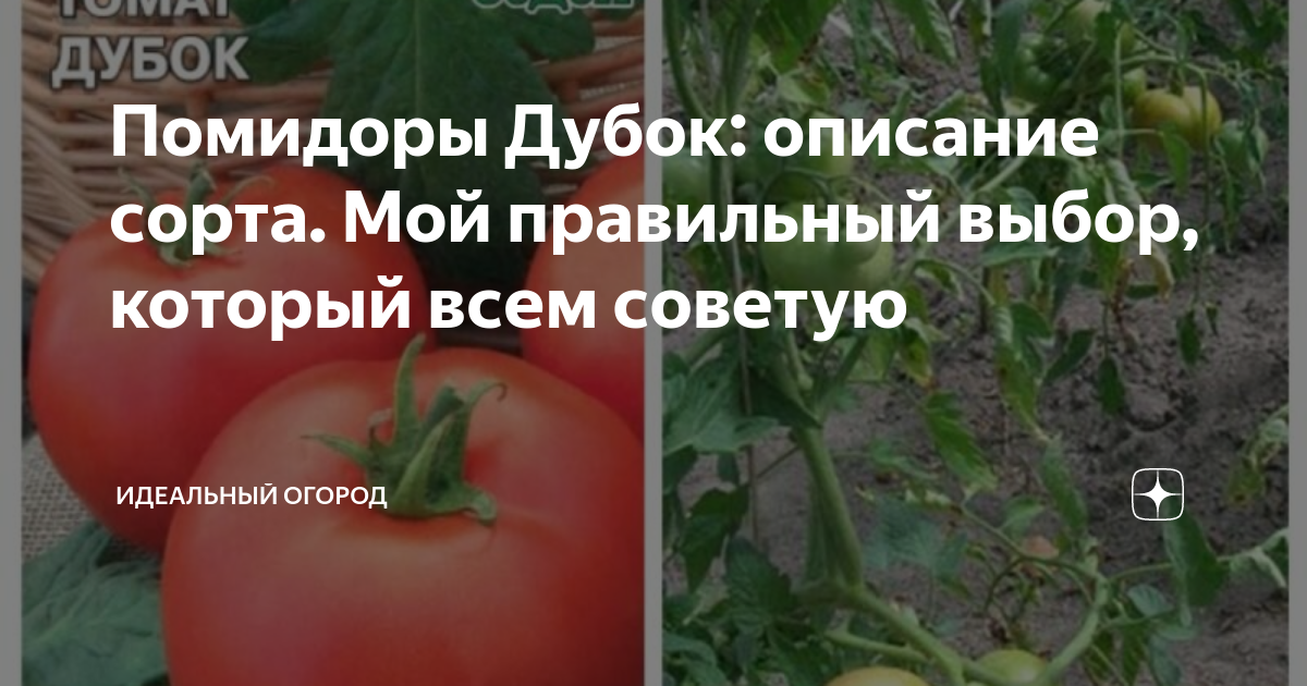 Томаты Седек тс-1006_1шт_75409 - купить по выгодным ценам в интернет-магазине OZ