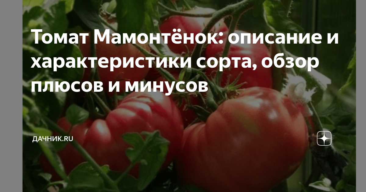 Томат Мамонтёнок: описание и характеристики сорта, обзор плюсов и ...