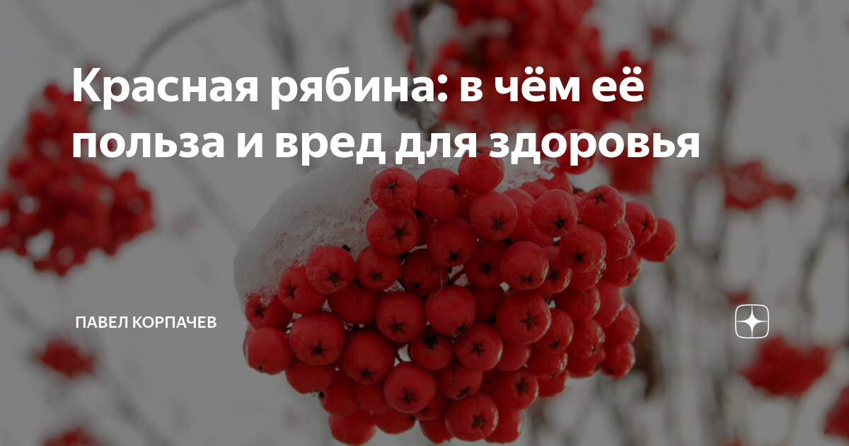 Рябина красная польза и вред для здоровья