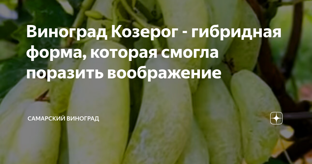 Виноград кишмиш Ламборджини - купить в питомнике по цене 866 ₽ с доставкой по вс