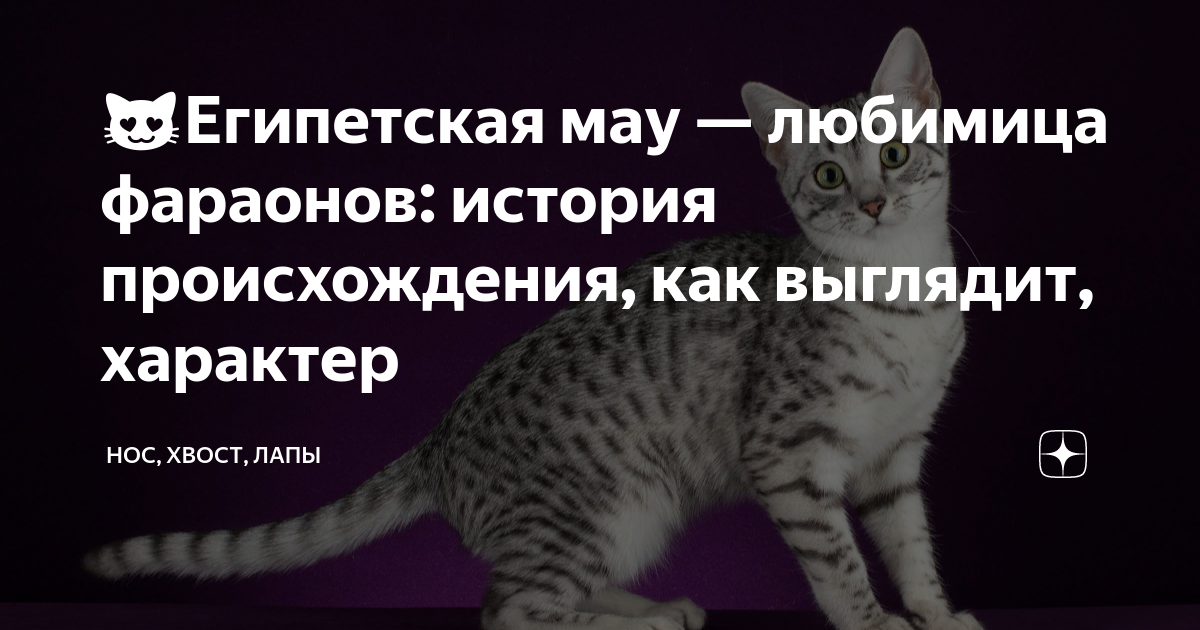 как выглядит египетская мау