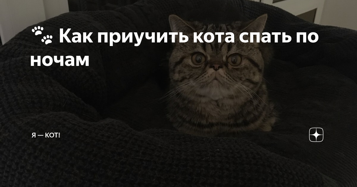 Как приучить кота спать с собой на кровати