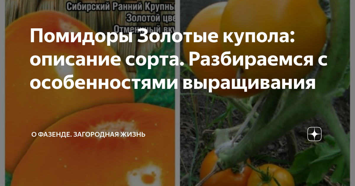 Помидоры золотые купола описание сорта фото отзывы Фитостудия-63.ру