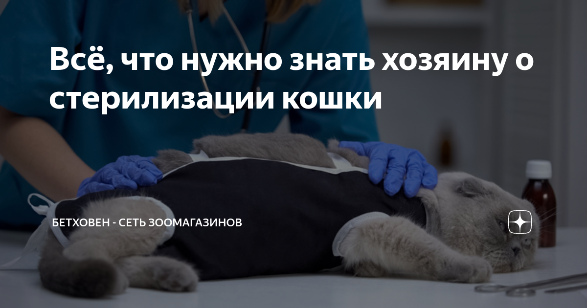 стерилизация кошки что нужно знать