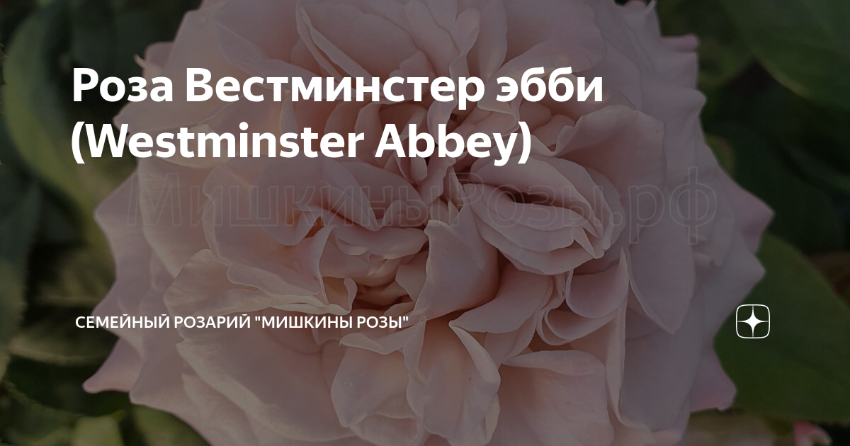Роза Вестминстерское аббатство Осень - купить в Красноярске. Садовые цветы на ин