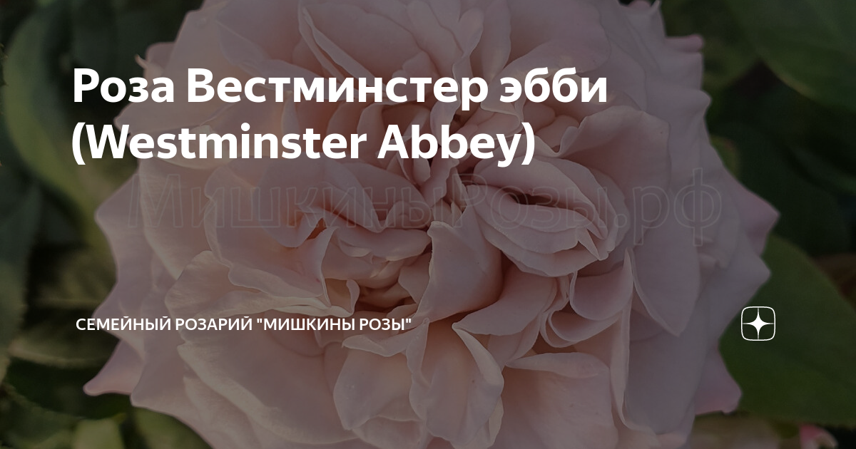 Роза Вестминстерское Аббатство: особенности сорта, правила посадки и выращивания, отзывы