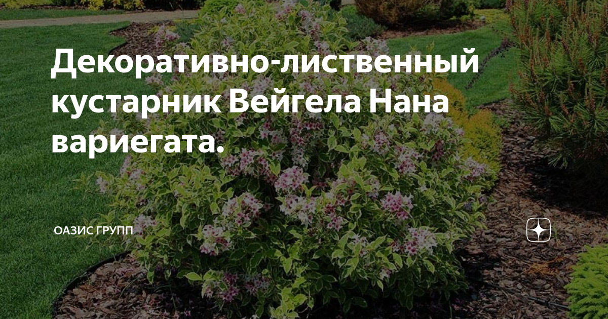 Вейгела фото и описание кустарника высота