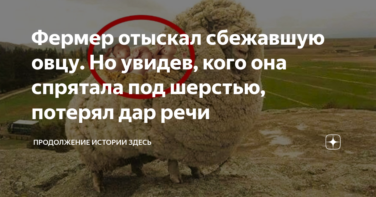 овечку потеряли