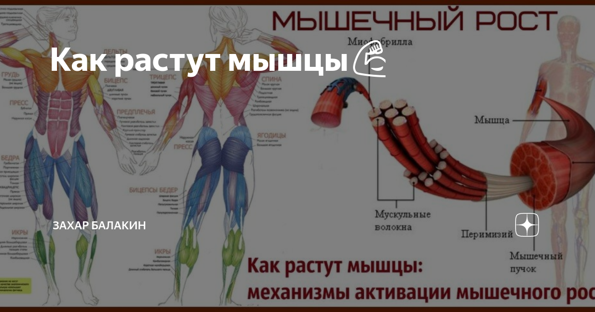 Как растут мышцы