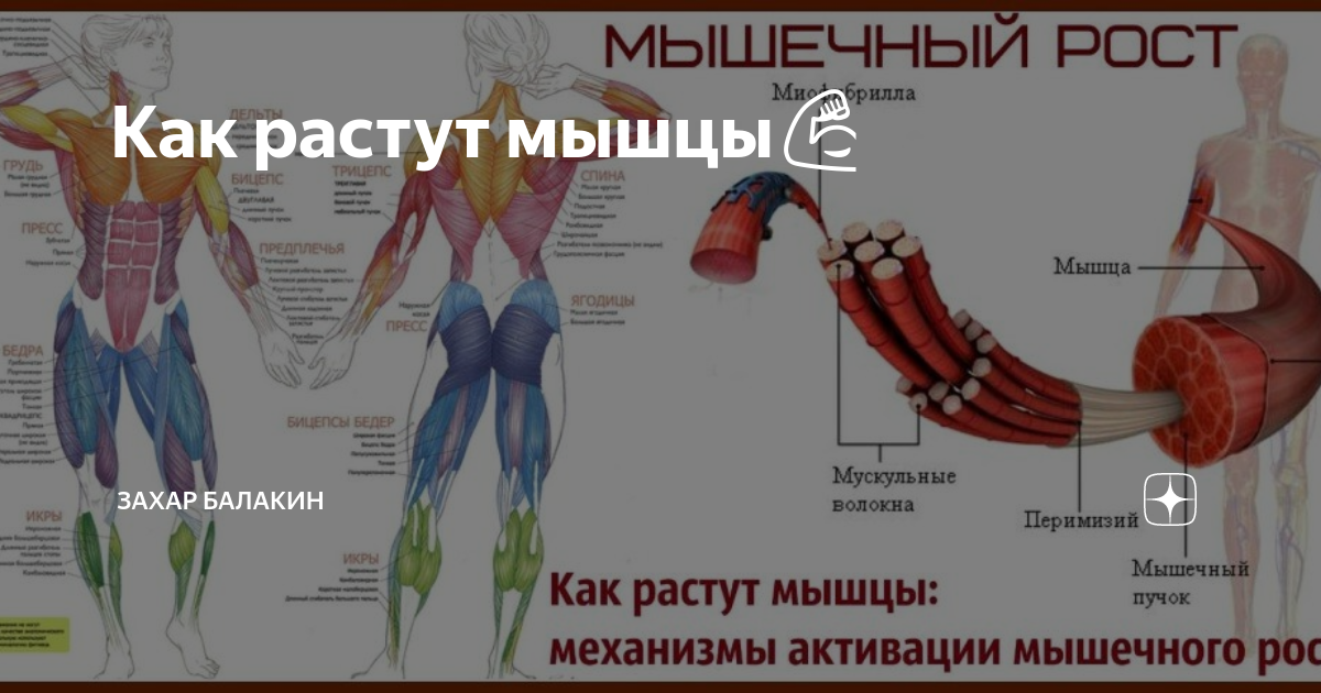 Когда растут мышцы. Как растут мышцы. За счет чего растут мышцы. Почему растут мышцы. Как увеличить плотность мышц.