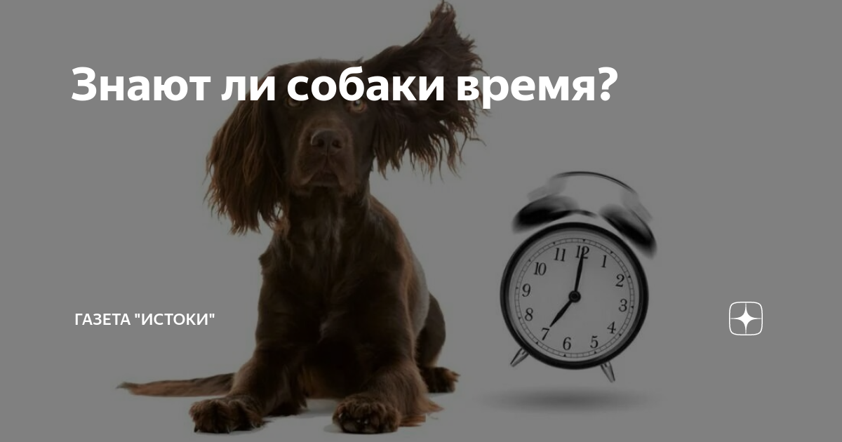 Собака с часами. Немецкая овчарка 1945. Собака и часы. Стабейхаун. Часики собака.