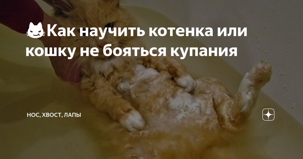 Как научить котенка пить самостоятельно. Как научить котенка приносить предметы. как научить котёнка которому месяц команде падать.