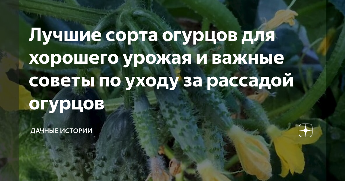 Лучшие сорта огурцов для хорошего урожая и важные советы по уходу за ...