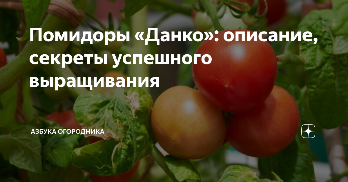 Томат Данко. Данко помидор помидор описание. Томат Данко в разрезе. Среднерослыюююютомат Данко. Томаты данко описание отзывы