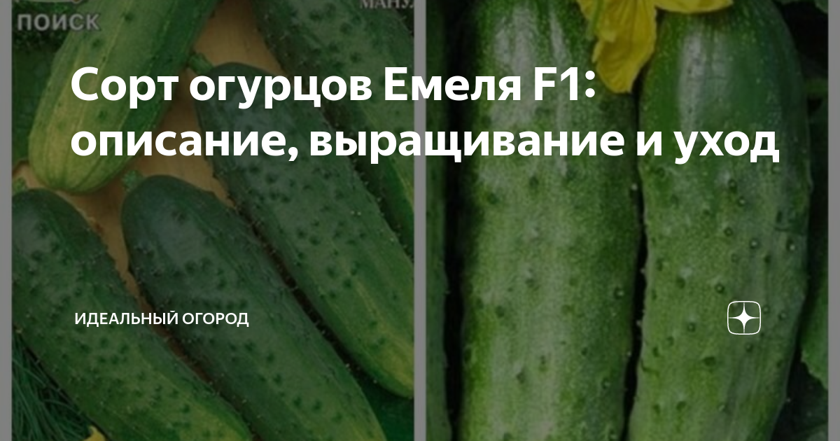 Огурец Емеля f1: характеристика и описание гибридного сорта с фото