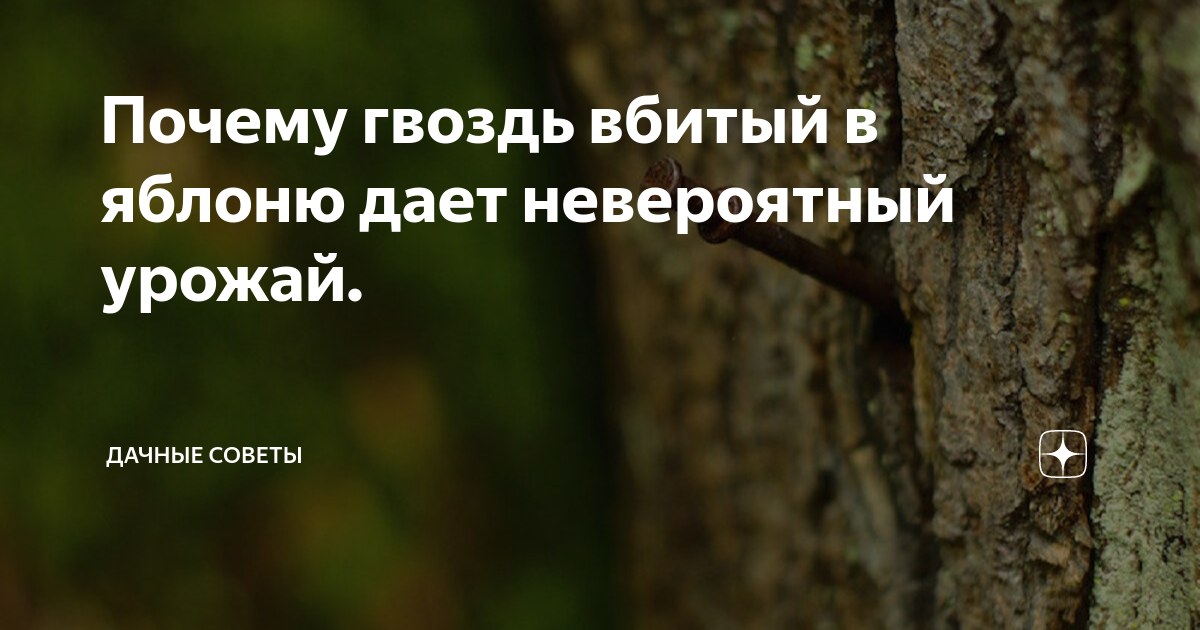 Почему гвоздь вбитый в яблоню дает невероятный урожай. | Дачные советы ...