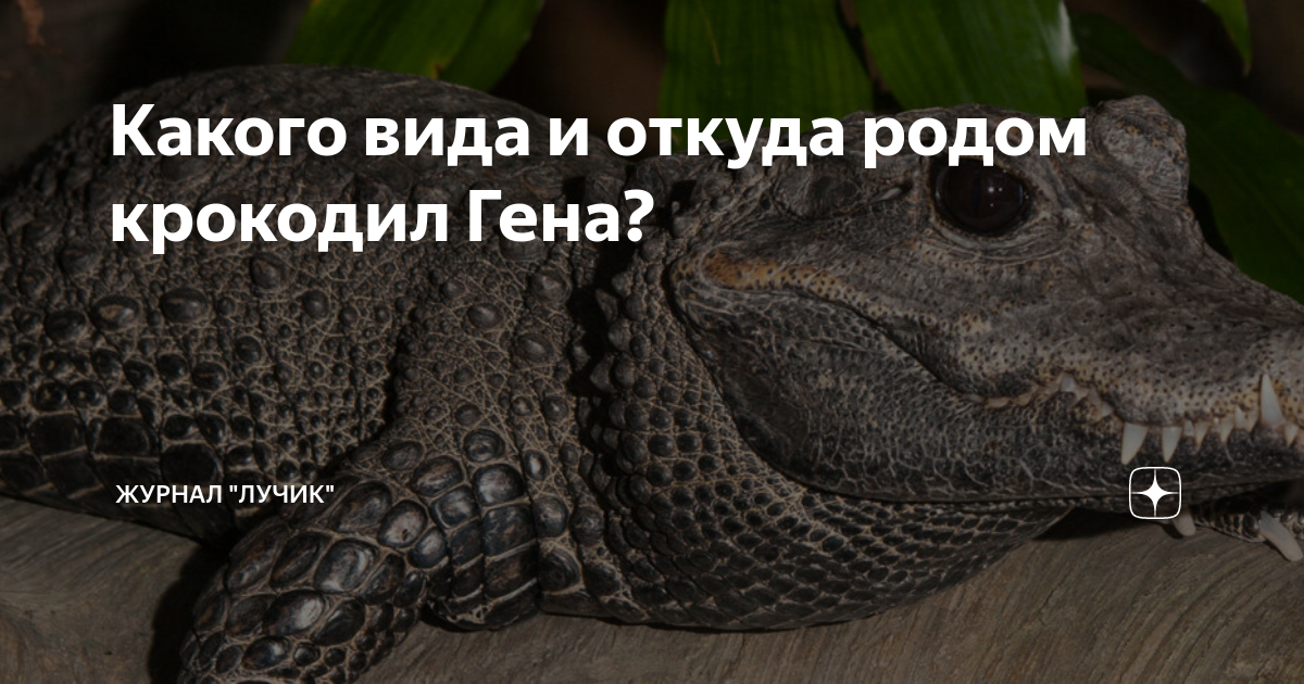 Какого вида и откуда родом крокодил Гена? | Журнал "Лучик" | Дзен