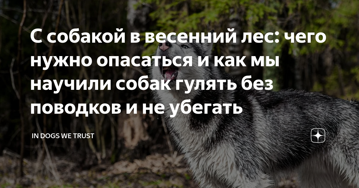 С собакой в весенний лес: чего нужно опасаться и как мы научили собак ...