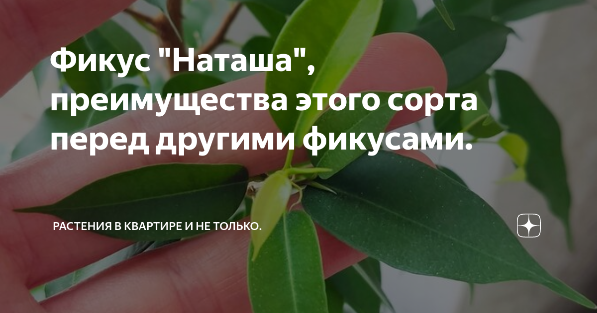 Фикус "Наташа", преимущества этого сорта перед другими фикусами ...