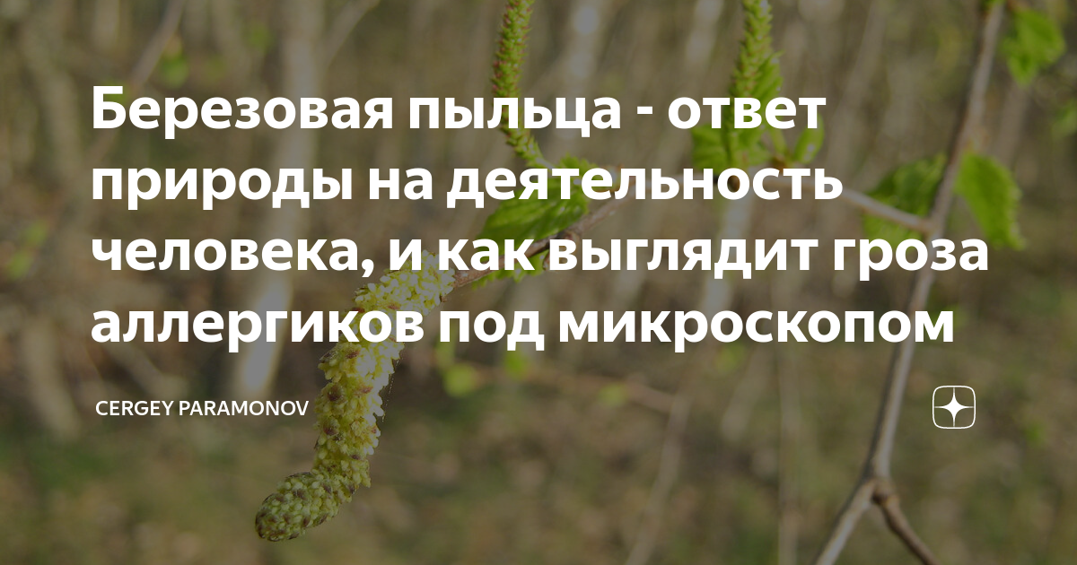 Пыльца березы новосибирск. Березовая пыльца. Березовая перга. Как выглядит пыльца березы. Березовая пыльца на воде.