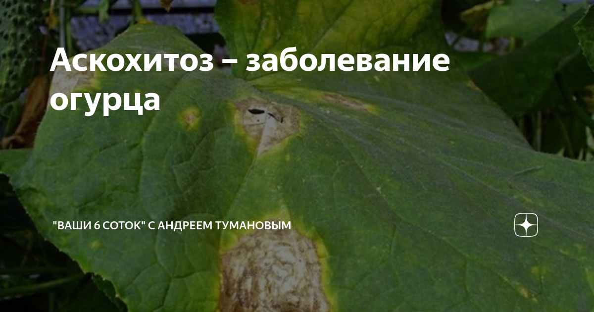 Аскохитоз – заболевание огурца | "Ваши 6 соток" с Андреем Тумановым | Дзен