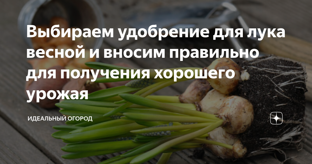Выбираем удобрение для лука весной и вносим правильно для получения ...