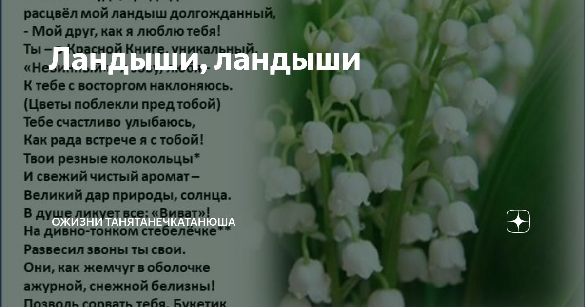 Текст песни ландыши с песней. Ландыши текст. Ландыши Ландыши текст. Слова песни Ландыши Ландыши. Ландыши песня слова.