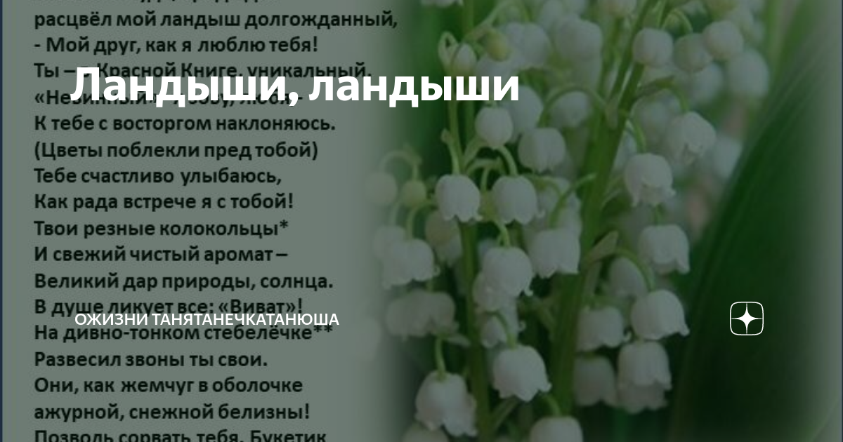 Название песни я подарю вам ландыши. Ландыши текст. Ландыши Ландыши текст. Слова песни Ландыши Ландыши. Ландыши песня слова.