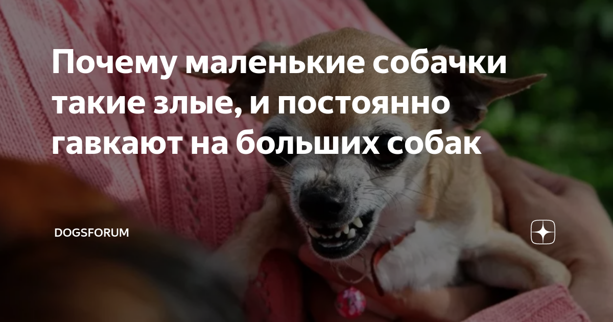 не волнуйтесь моя собака маленькая