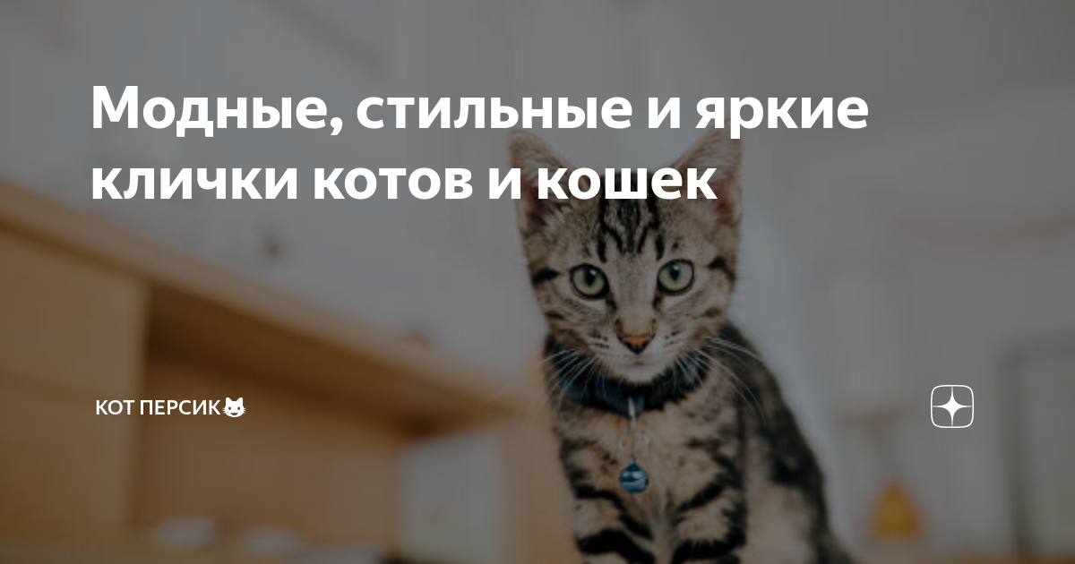 Как назвать кота