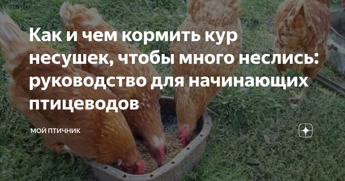 Особенности кормления кур: влияние времени года, породы и общепринятых норм на рацион птицы