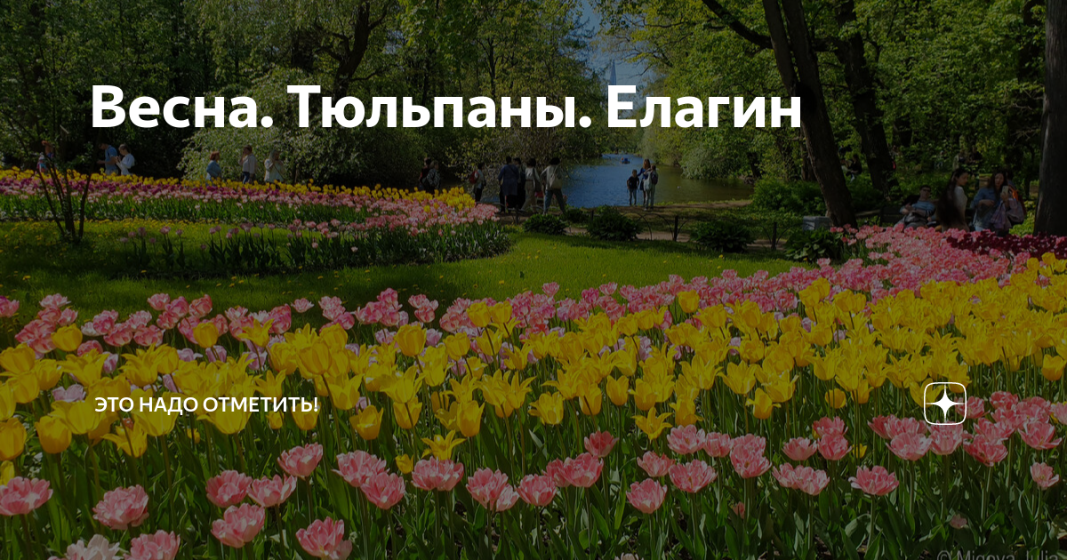 Елагин остров фестиваль тюльпанов карта