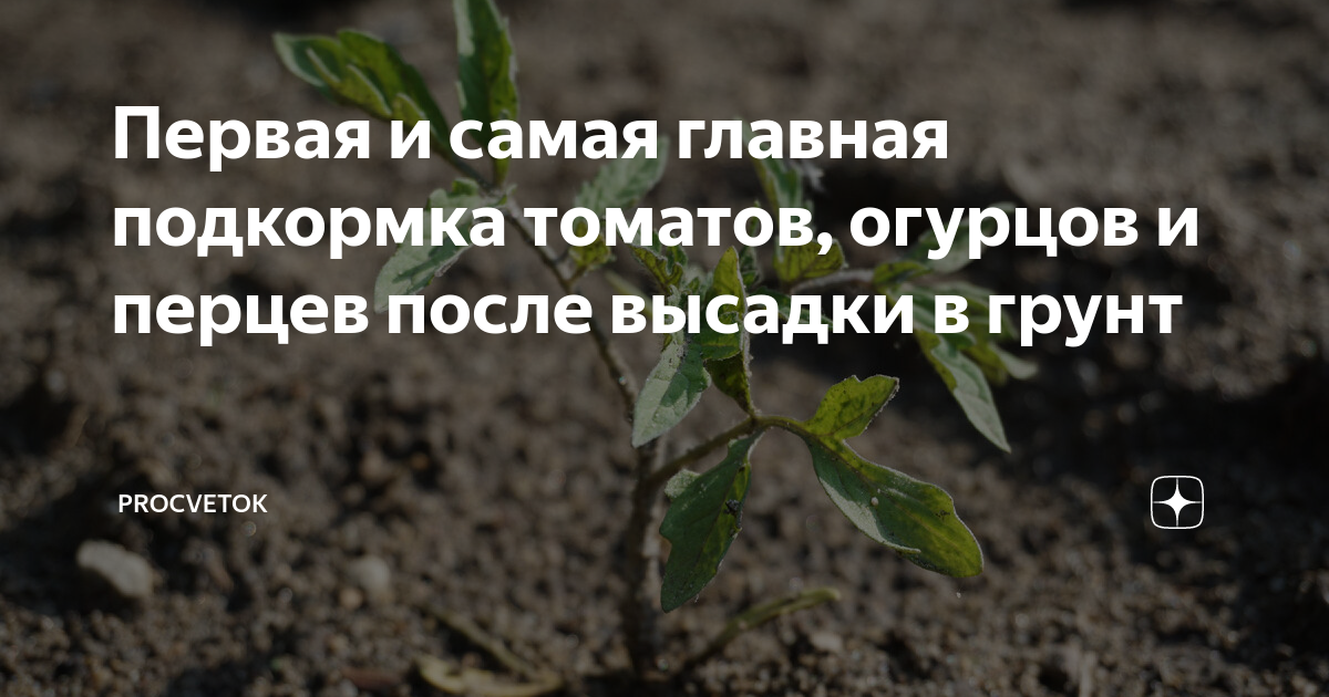 Первая подкормка перца после высадки в теплицу