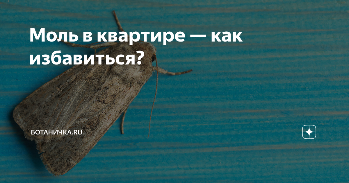 Как вывести моль в квартире