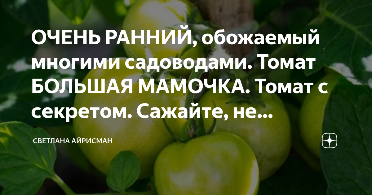 Помидор мамочка описание фото отзывы садоводов ОЧЕНЬ РАННИЙ, обожаемый многими садоводами. Томат БОЛЬШАЯ МАМОЧКА. Томат с секре