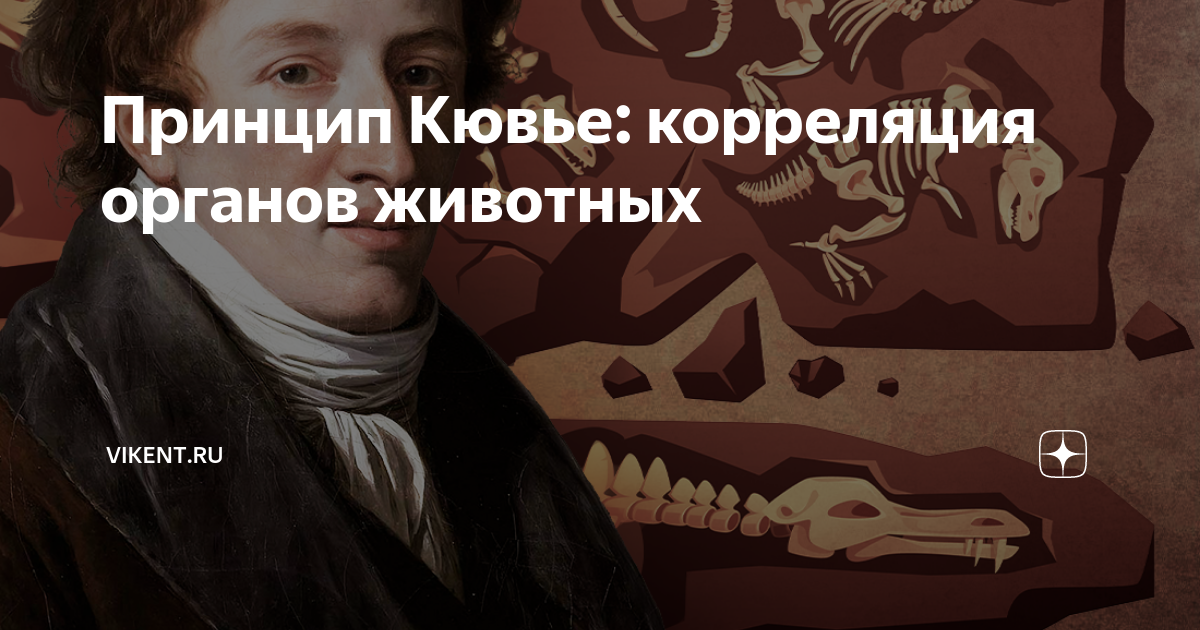 Корреляция кювье