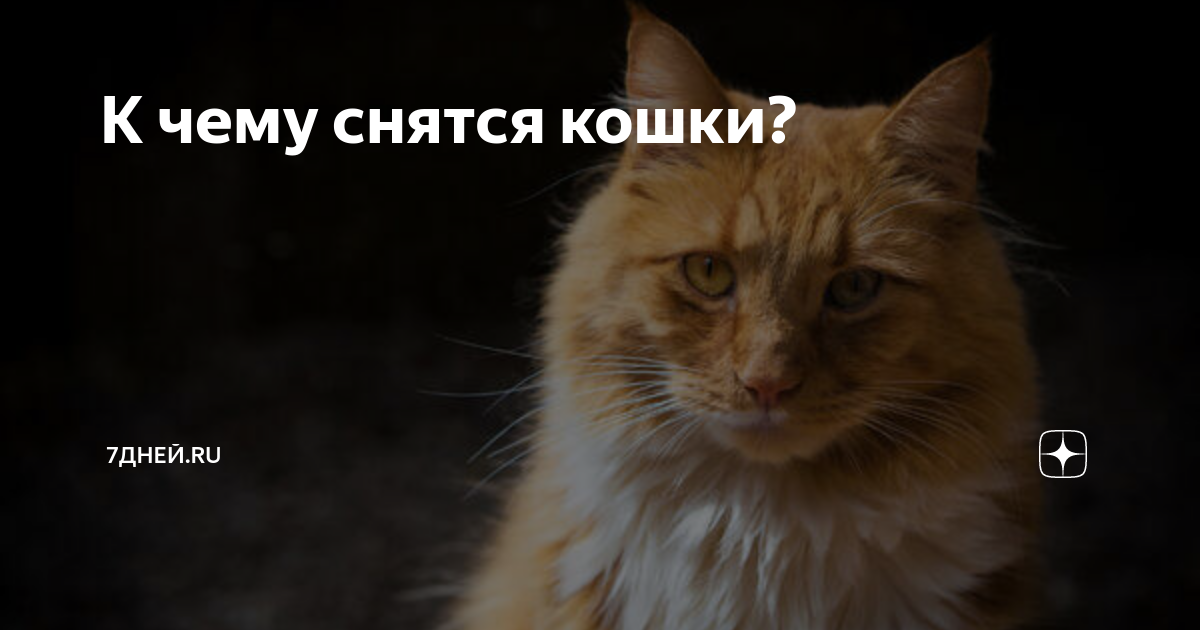 Что снится кошкам. Сонник кошка. К чему снятся мертвые кошки. Сонник животные. К чему снится мертвые котята во сне.