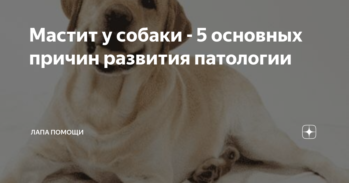 5 причин развития мастита у собак: основные факторы и профилактика