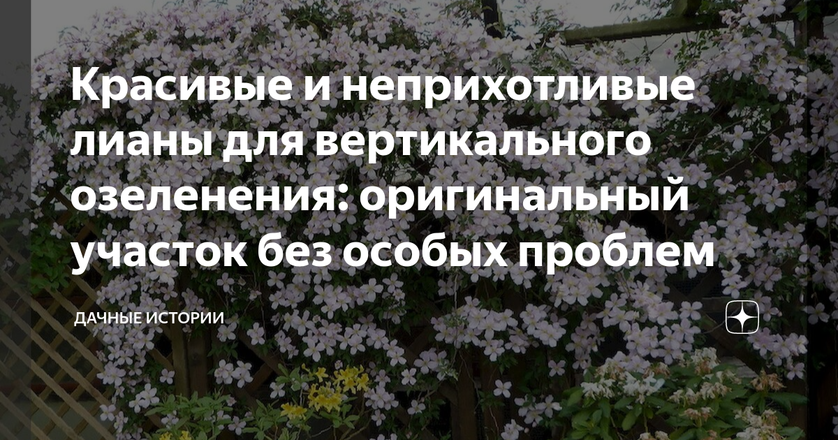 Красивые и неприхотливые лианы для вертикального озеленения ...