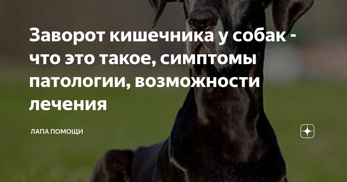От чего может быть заворот. От чего может быть заворот