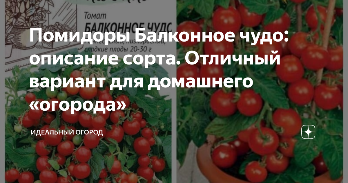 Когда сажать помидоры балконное чудо. Балконное чудо помидоры. Сорта балконных помидор название и фото. Балконное чудо помидоры отзывы.