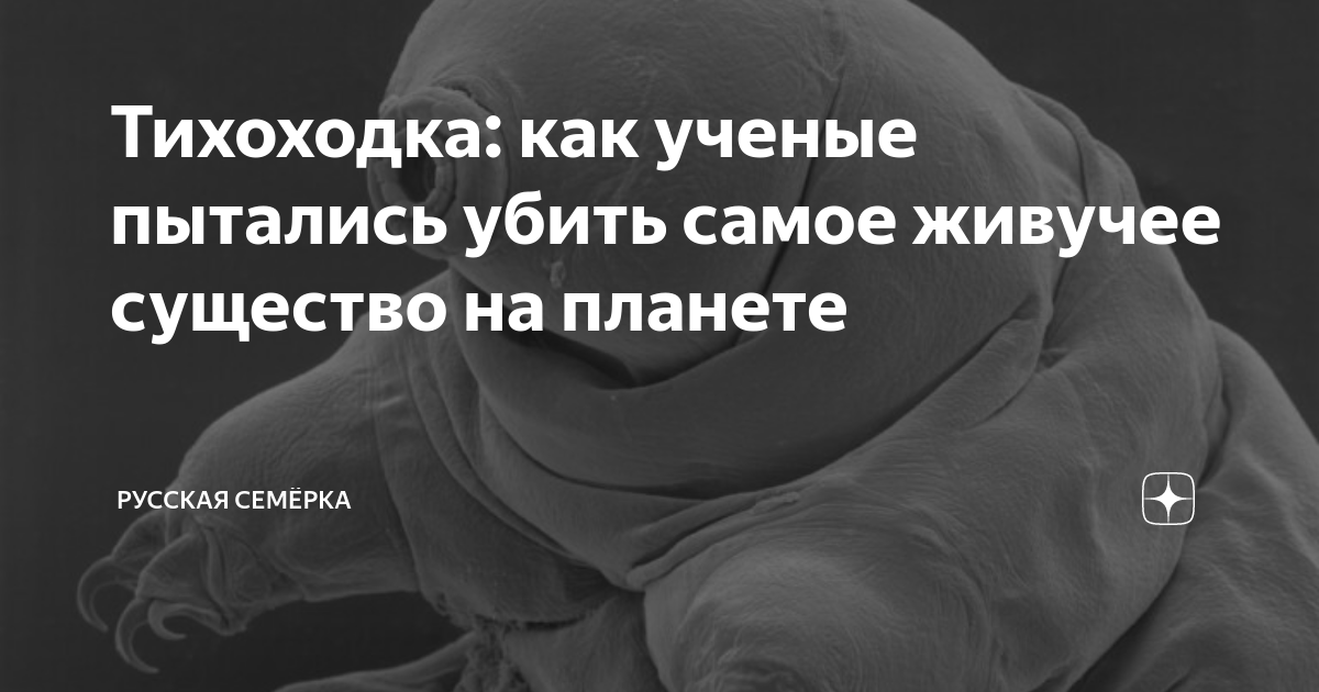 Тихоходка существо которое невозможно убить фото