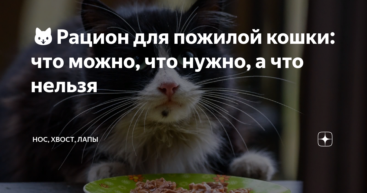 🐱Рацион для пожилой кошки: что можно, что нужно, а что нельзя | Нос ...