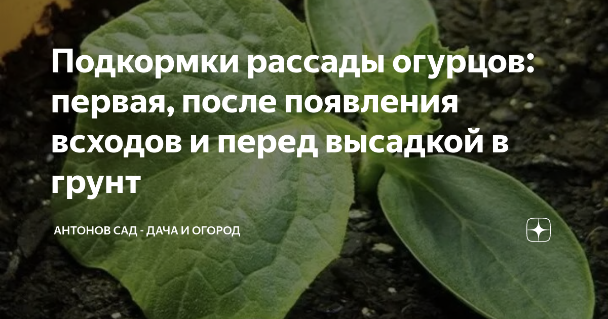 Подкормка рассады огурцов. Рассада огурцов вид листа. Нехватка удобрений по листьям растений. Этапы роста рассады огурцов. Чем подкормить рассаду огурцов после