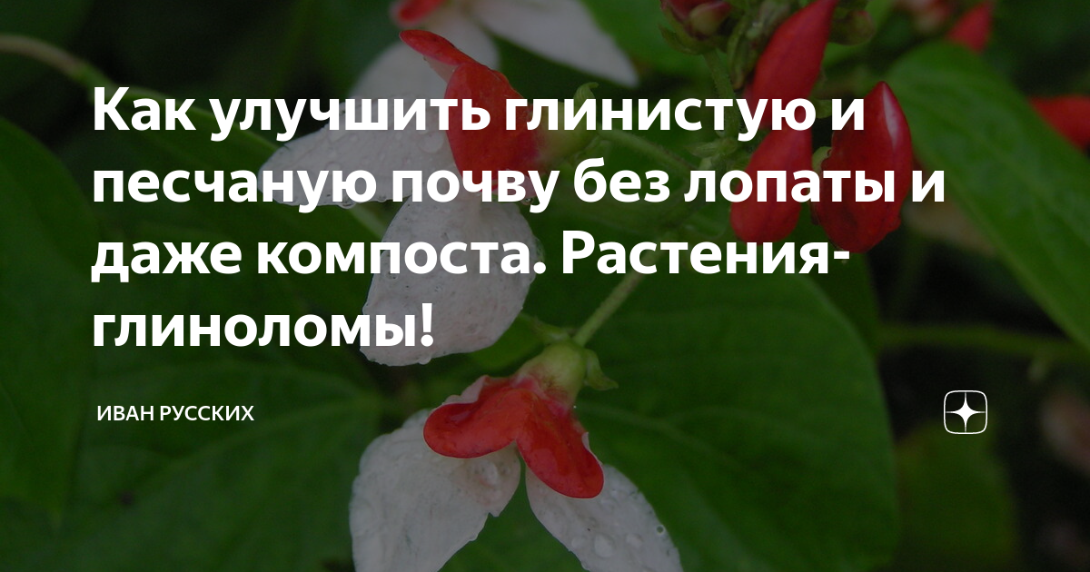 Как улучшить глинистую и песчаную почву без лопаты и даже компоста ...