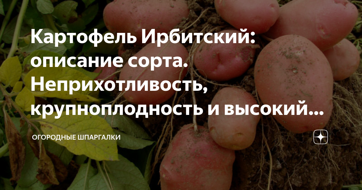 Сорт картофеля "ермак": фото и описание